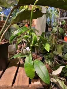 Hoya imperialis ssp. red 帝王紅花毬蘭