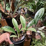 Calathea musaica 馬賽克竹芋（Calathea musaica）— 植仔 Plantjai 香港觀葉植物