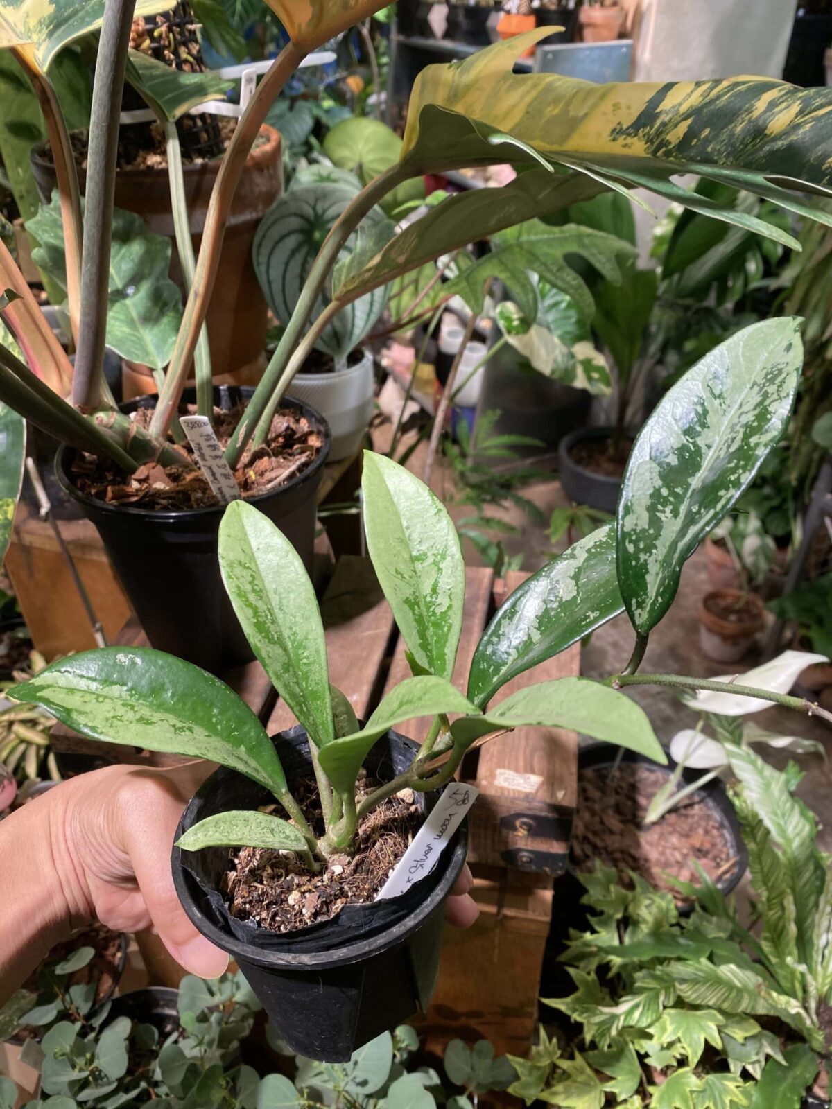 Hoya pubicalyx silver moon 銀月074毬蘭