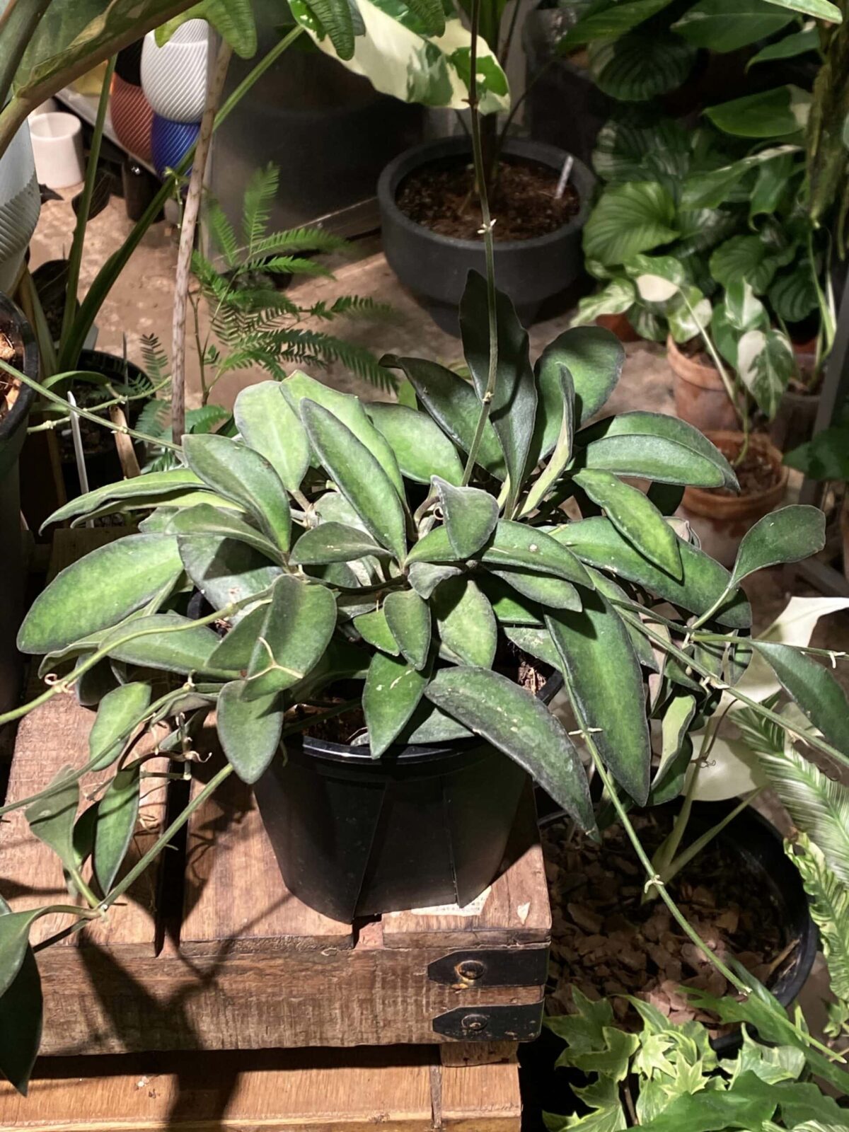 Hoya burtoniae 蜜糖毬蘭