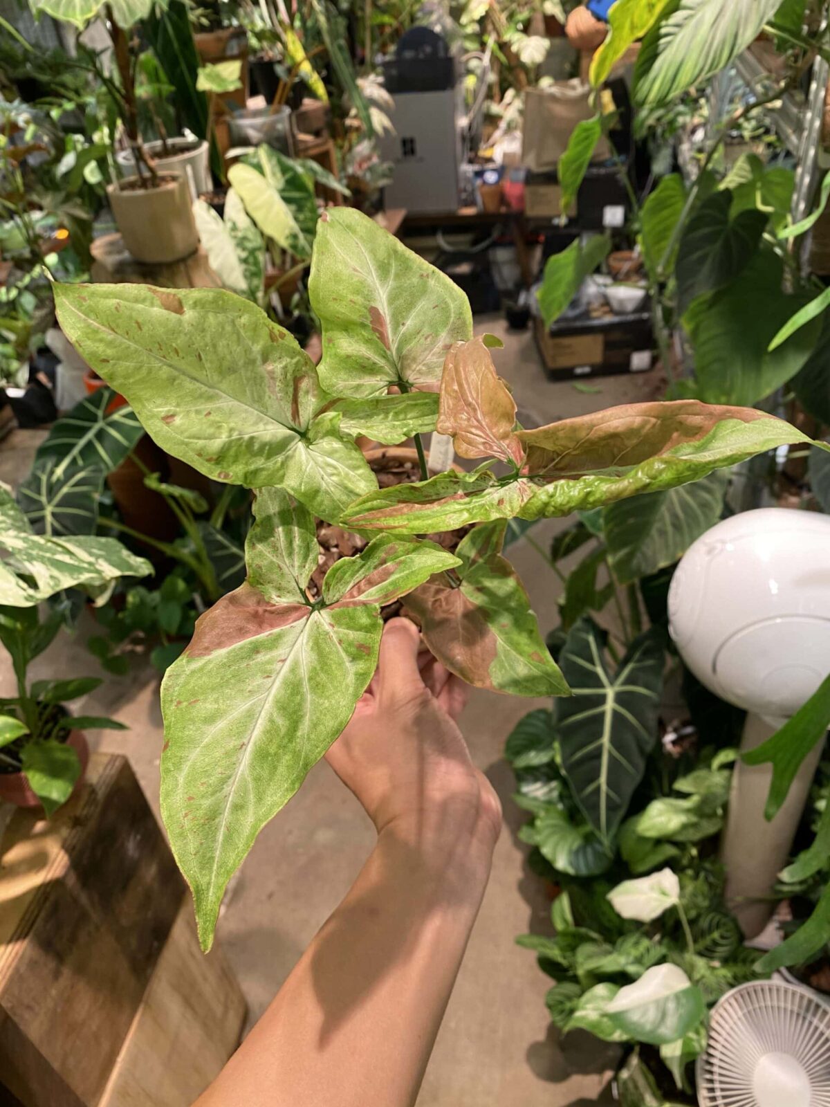 Syngonium podophyllum 'Pink Salmon' 三文魚合果芋 Syngonium podophyllum 'Pink Salmon' 三文魚合果芋 — 植仔 Plantjai 香港觀葉植物