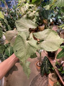 Syngonium ‘Grey Ghost’ 灰幽靈合果芋：圖片 4