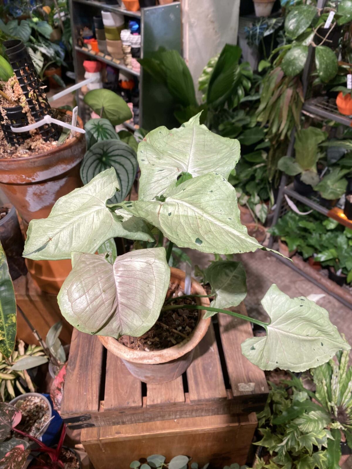 Syngonium ‘Grey Ghost’ 灰幽靈合果芋