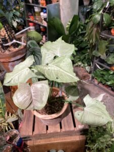 Syngonium ‘Grey Ghost’ 灰幽靈合果芋：圖片 2
