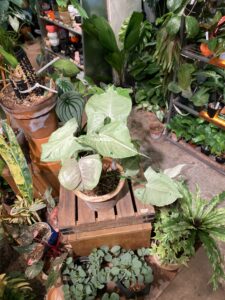 Syngonium ‘Grey Ghost’ 灰幽靈合果芋：圖片 3