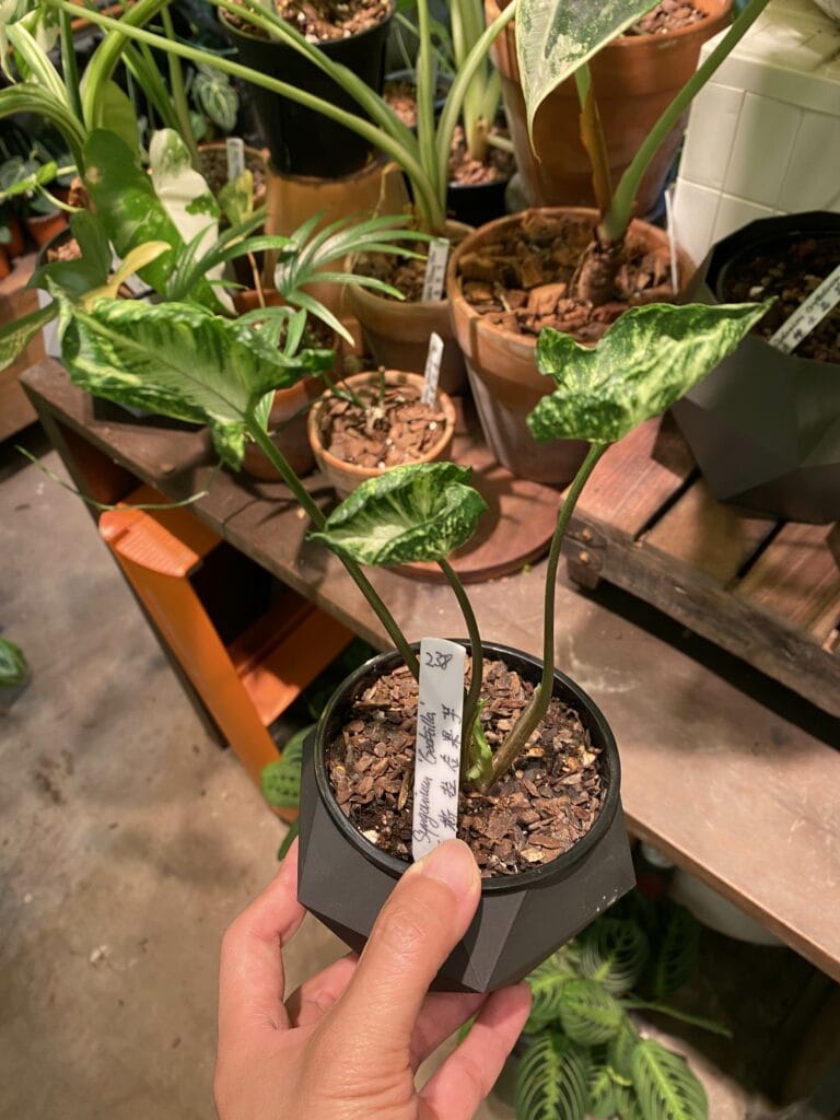 哥斯拉合果芋