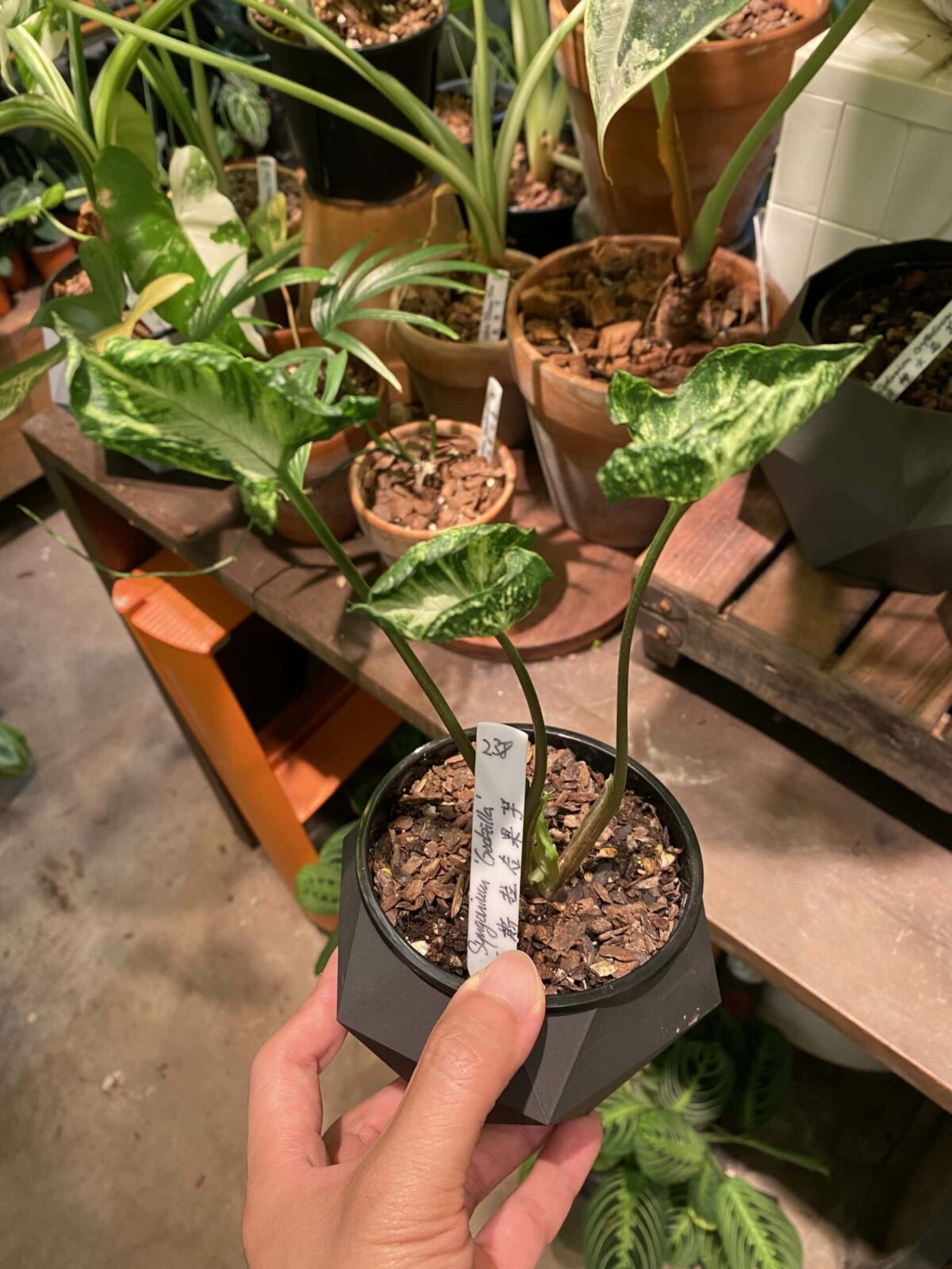 Syngonium Godzilla 哥斯拉合果芋