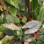 Asplenium nidus var. plicatum 皺葉雀巢蕨 / 眼鏡蛇鳥巢蕨（Asplenium nidus var. plicatum）— 植仔 Plantjai 香港觀葉植物