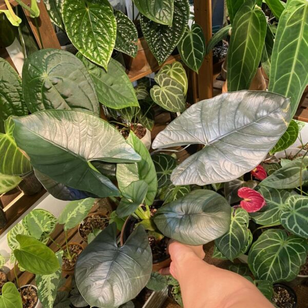 伊萊恩海芋 — 植仔 Plantjai 香港觀葉植物