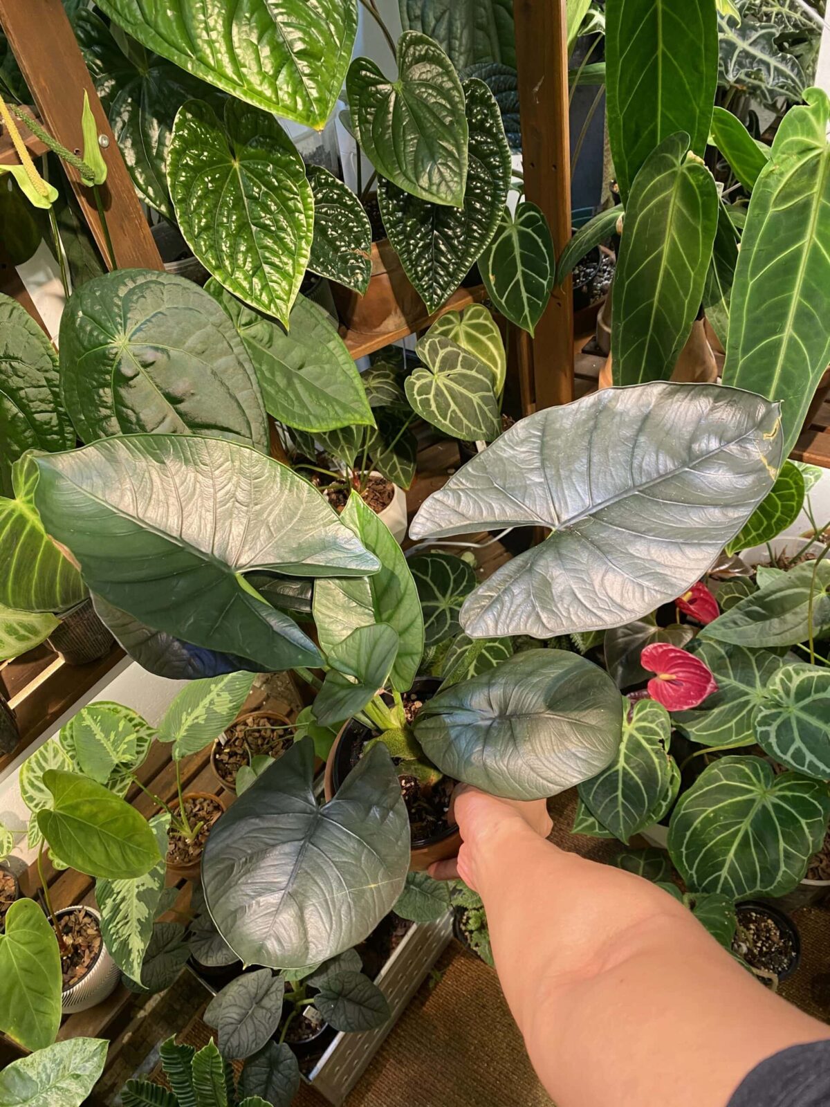 Alocasia 'reginae' 伊萊恩海芋