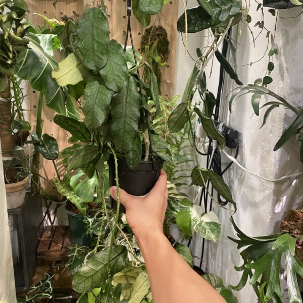Hoya Villosa Cao Dang 曹當毬蘭