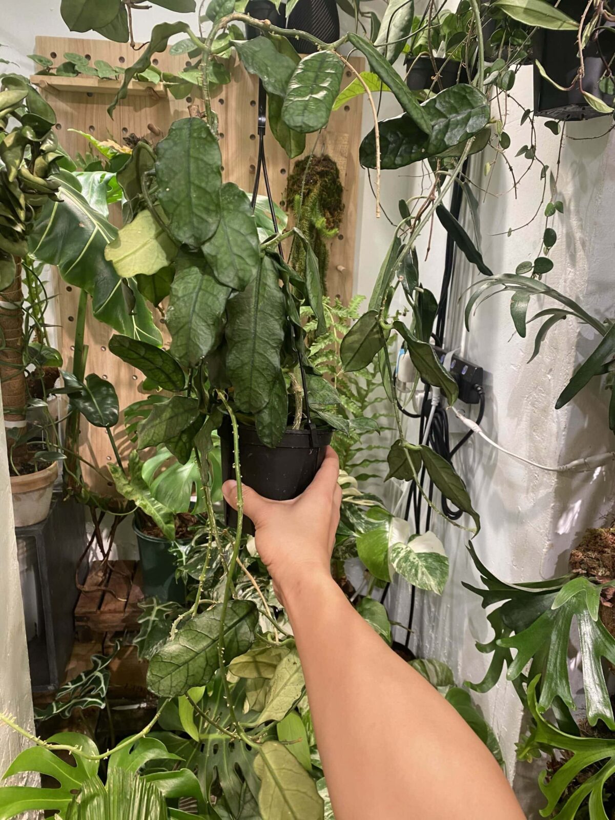Hoya Villosa Cao Dang 曹當毬蘭