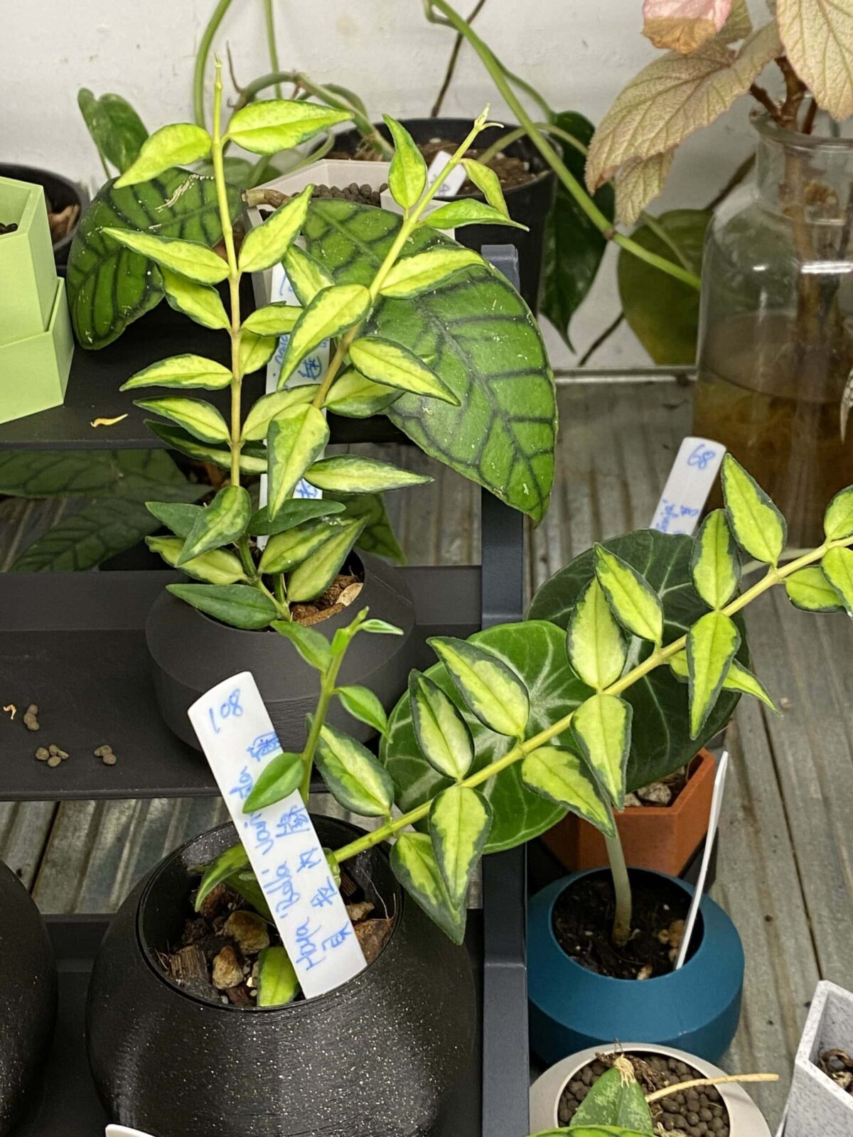 Hoya bella variegata 貝拉內錦毬蘭