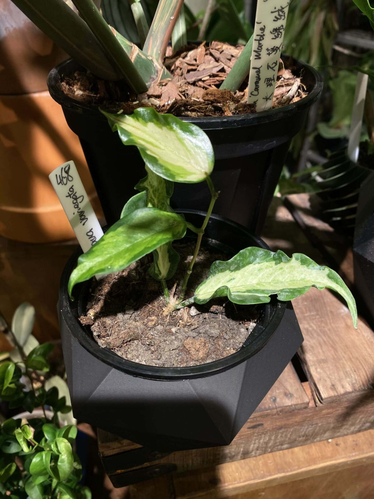 Hoya kenejiana variegata 肯尼內錦毬蘭