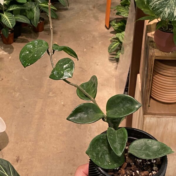 Hoya chelsea — 植仔 Plantjai 香港觀葉植物