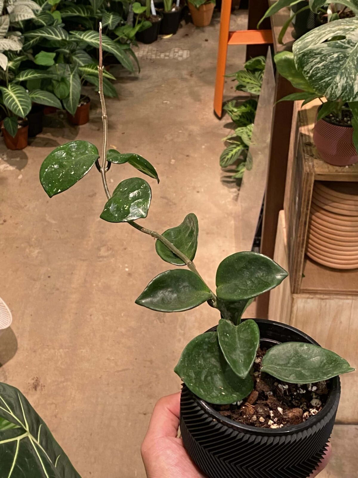 Hoya chelsea 切爾西毬蘭
