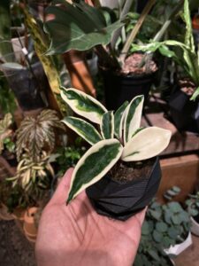 Hoya carnosa cv. Suzie (krinkle 8 variegata) - Image 3