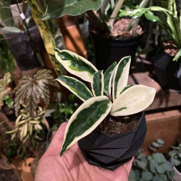 Hoya carnosa cv. Suzie (krinkle 8 variegata)（Hoya carnosa cv. Suzie）— 植仔 Plantjai 香港觀葉植物