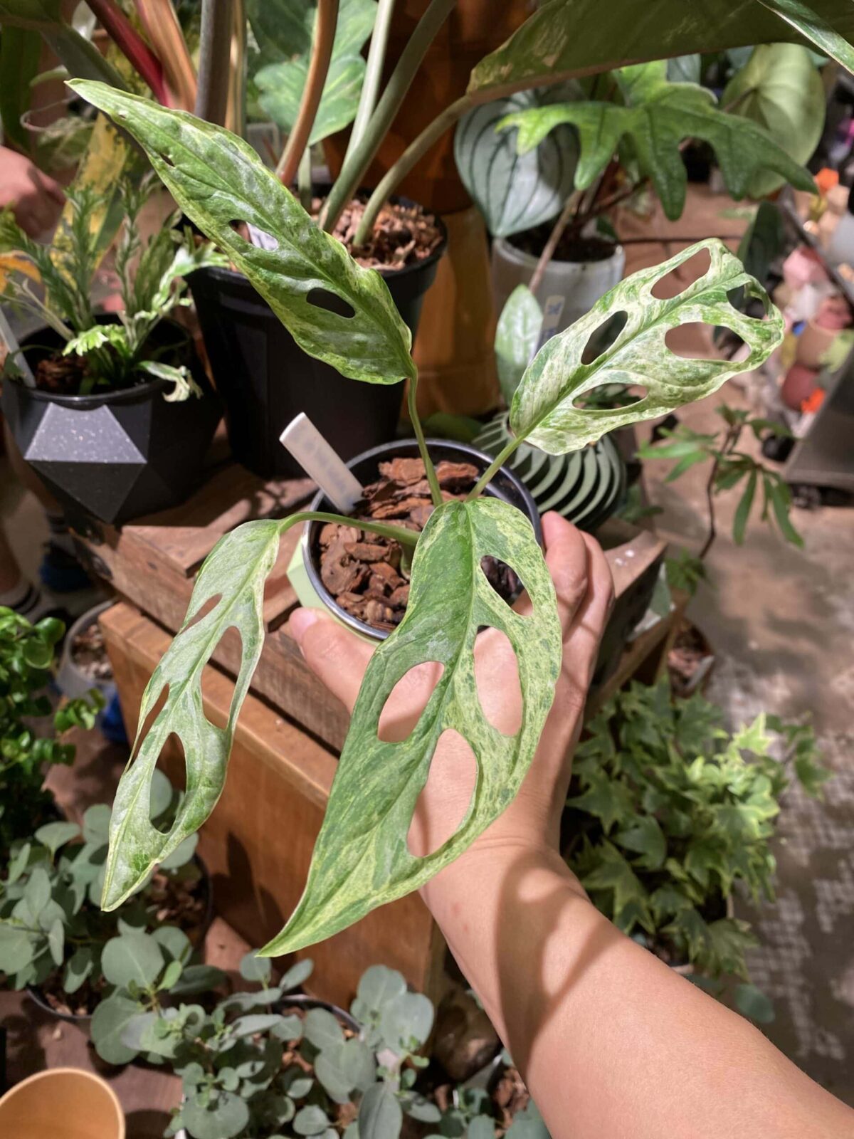 IMG_7781 2 Monstera adansonii 'Mint Variegated / Variegata' 薄荷仙洞錦 — 植仔 Plantjai 香港觀葉植物