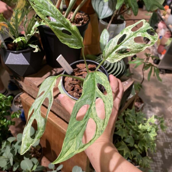 薄荷仙洞錦