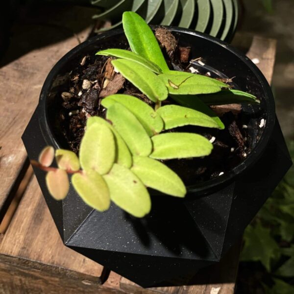 大葉蜜囊花