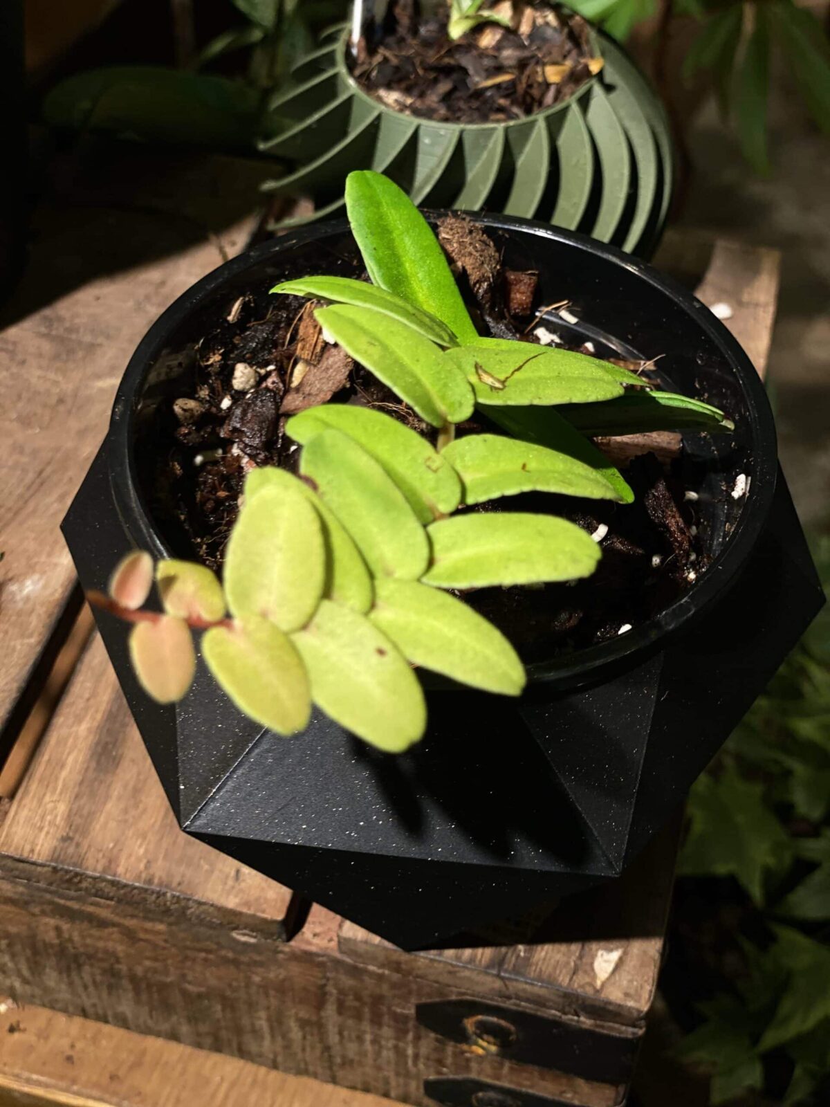 Marcgravia sp. 大葉蜜囊花