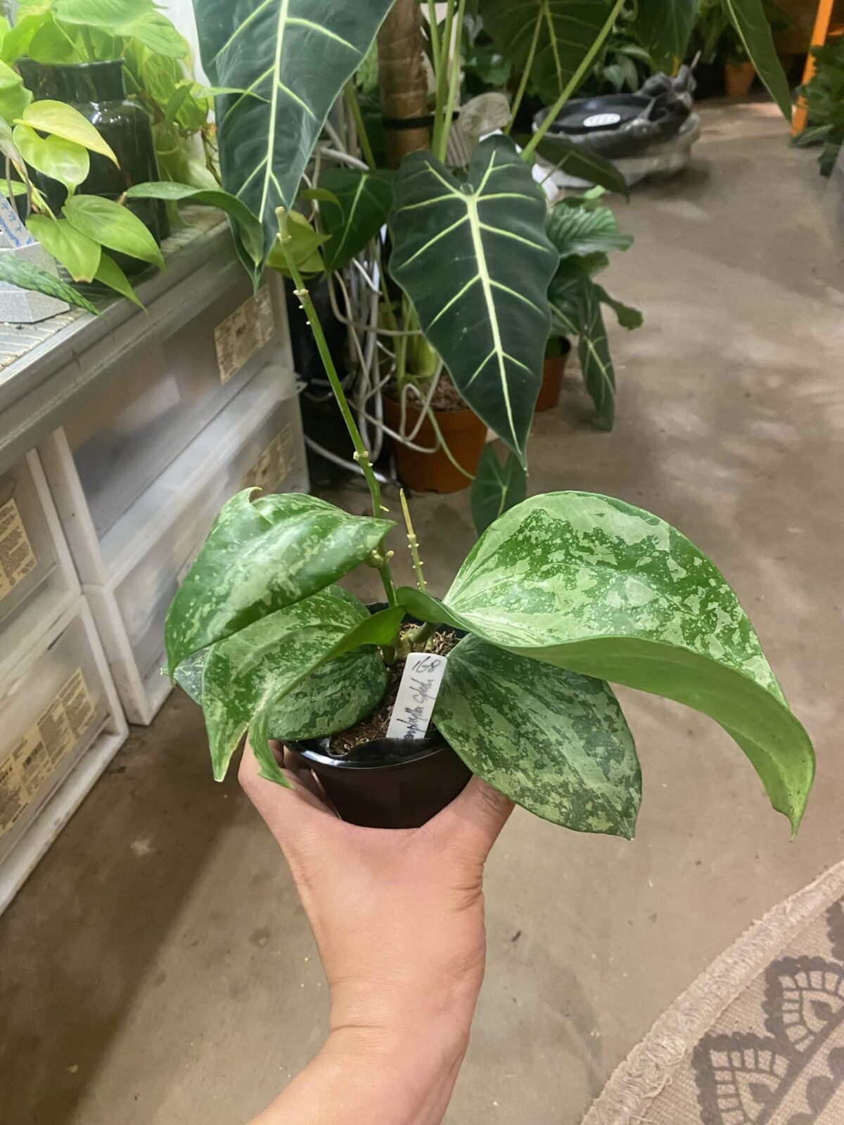 Hoya macrophylla splash 冰雪女王毬蘭