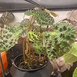 Begonia 'Sierra Silver Moon' 銀月秋海棠（Begonia 'Sierra Silver Moon'）— 植仔 Plantjai 香港觀葉植物