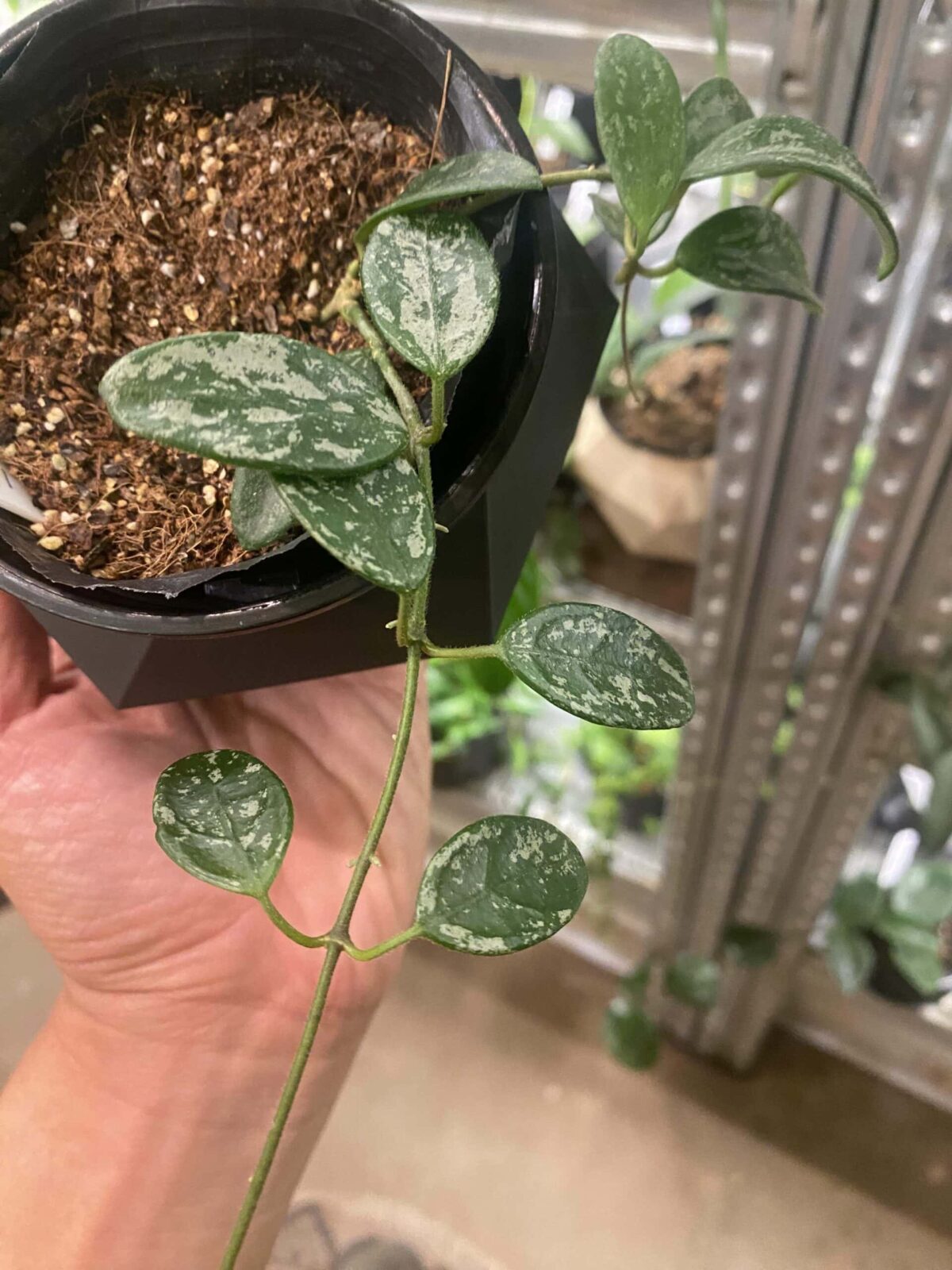 Hoya Lima 利馬毬蘭