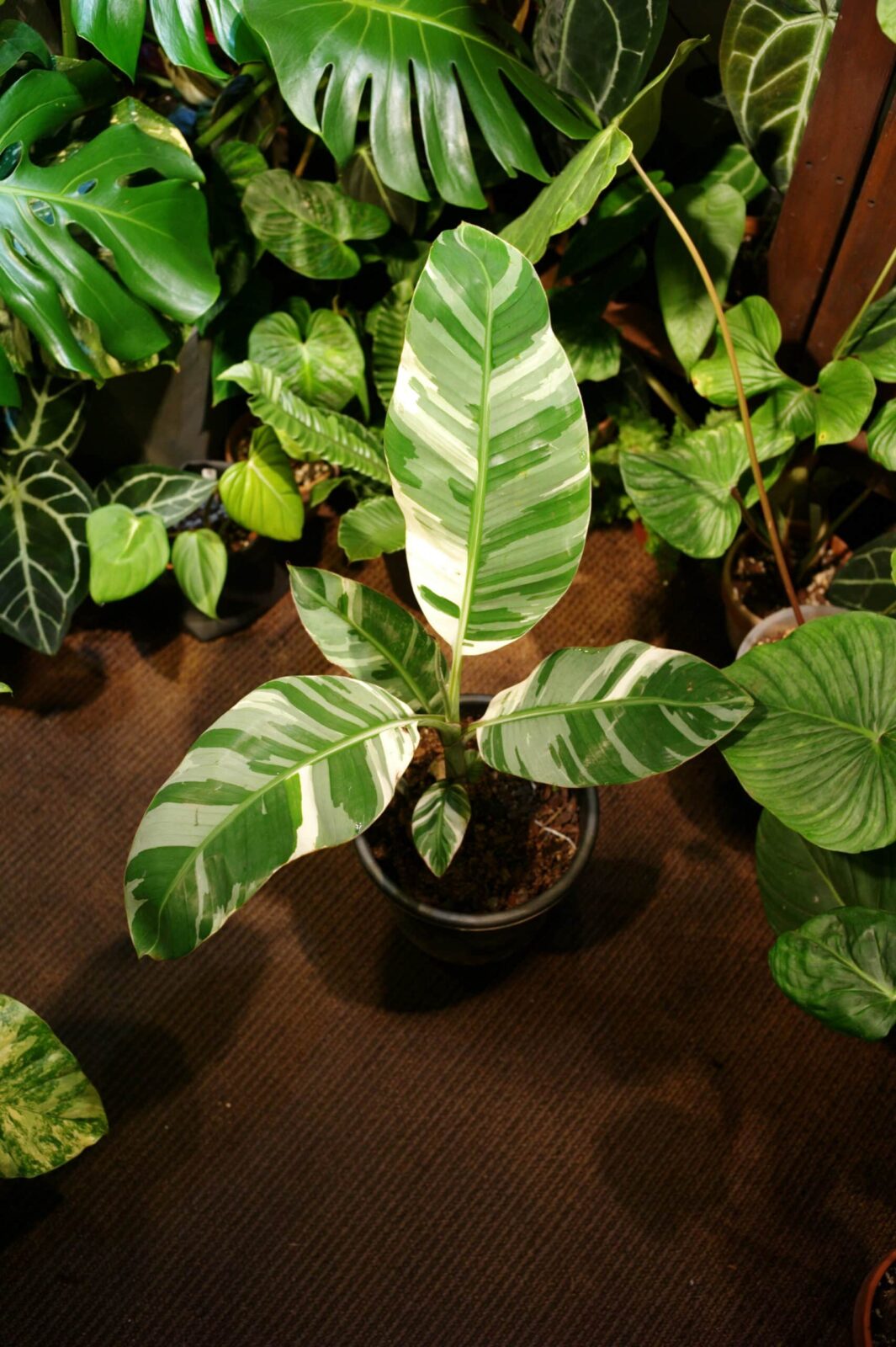 Musa Ae Ae 夏威夷白錦香蕉樹