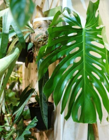 史丹利錦龜背竹 — 植仔 Plantjai 香港觀葉植物