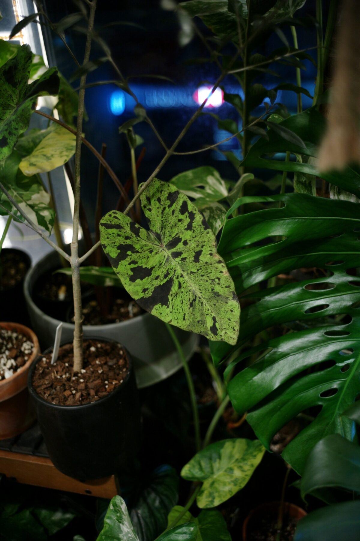 L1007650 Colocasia 'Mojito' 莫吉托海芋 — 植仔 Plantjai 香港觀葉植物