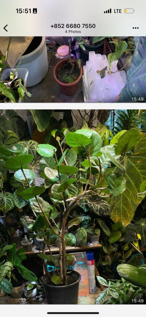 Coccoloba uvifera - Image 6