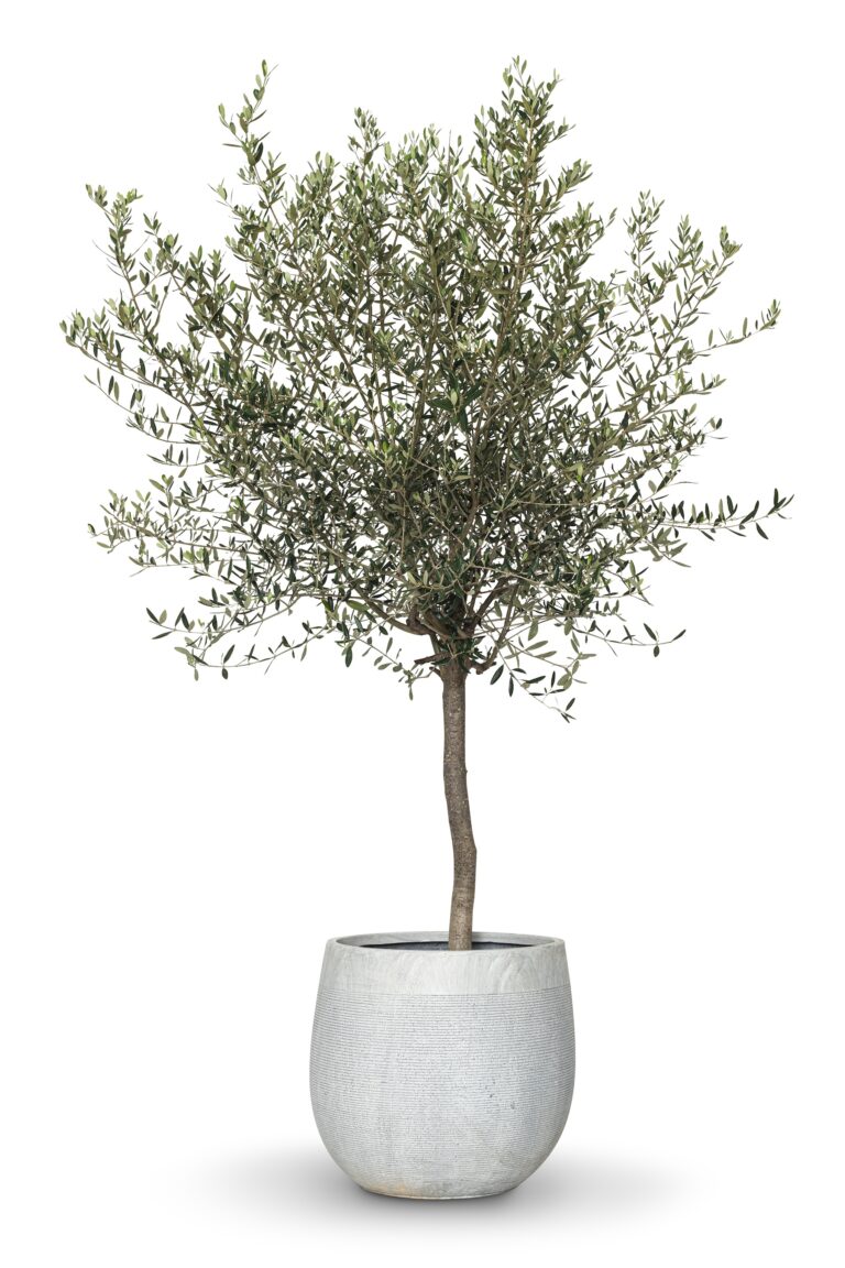 油橄欖樹