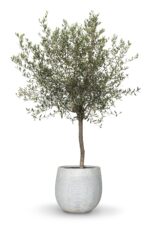 Olive tree 油橄欖樹 — 植仔 Plantjai 香港觀葉植物