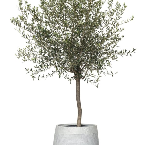 Olive tree 油橄欖樹（Olive tree）— 植仔 Plantjai 香港觀葉植物