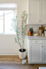 Olive tree 油橄欖樹 — 植仔 Plantjai 香港觀葉植物