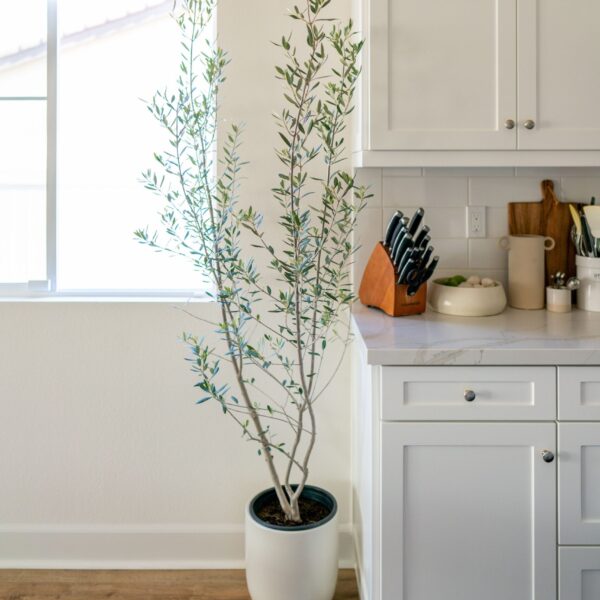 Olive tree 油橄欖樹（Olive tree）— 植仔 Plantjai 香港觀葉植物