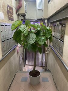 Ficus umbellata - Image 4