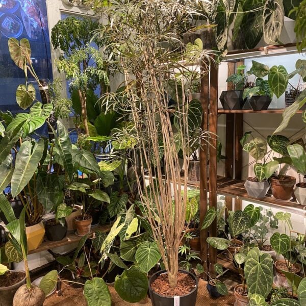 Plerandra elegantissima 孔雀木 — 植仔 Plantjai 香港觀葉植物