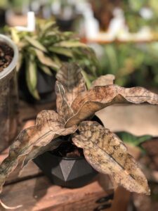 Sansevieria 'Copper Tone' - Image 2