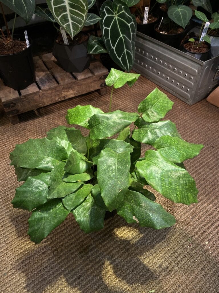 馬賽克竹芋