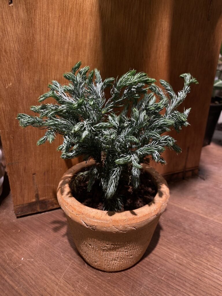 藍湖柏