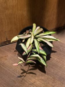 Hoya kentiana variegated - Image 3