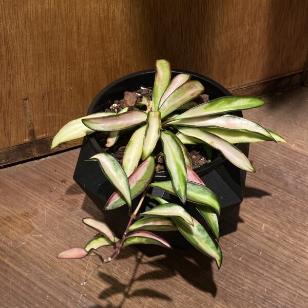 Hoya kentiana variegated 冰糖內錦毬蘭（Hoya kentiana variegated）— 植仔 Plantjai 香港觀葉植物