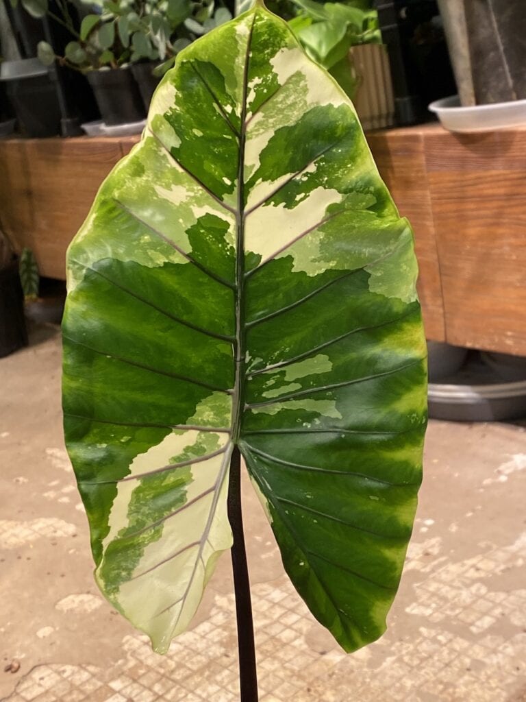 紫脈海芋錦