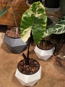 Alocasia Black Stem Varieata - Image 4