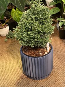 Boulevard Cypress 藍湖柏：圖片 2
