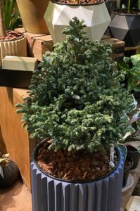 Boulevard Cypress 藍湖柏：圖片 3