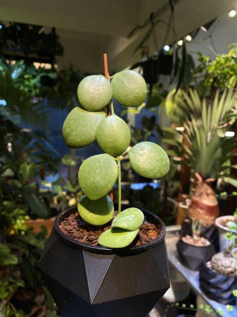 卡斯堡毬蘭